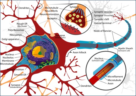 Neurons