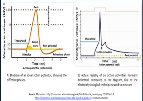 Action potential