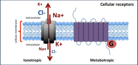 Cellular receptors