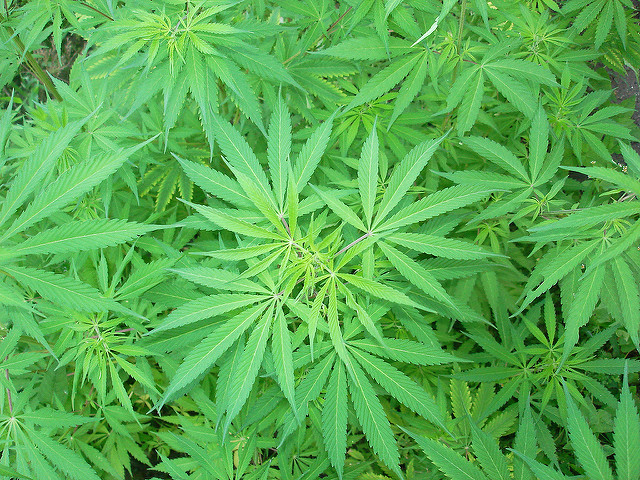 Cannabis plant