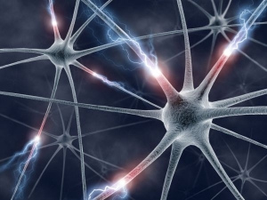 Neurons are highly specialised cells that receives, processes, and transmits information through electrical and chemical signals.