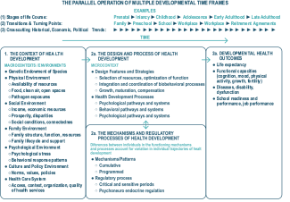 The Parallel Operation of Multiple Developmental Time Frames